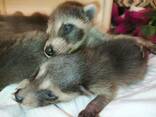 Ручные, сказочные малыши Еноты. Енот Полоскун. Самцы и самки. - фото 3