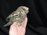 Ручные совы. Домовой сыч. Милые совушки. - фото 3