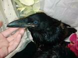 Ручные, умные воронята. Corvus corax. Самцы и самки. - фото 2