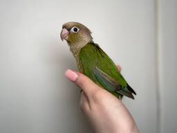 Ручные выкормыши пирура, умный ласковый попугай