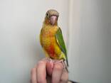 Ручные выкормыши пирура, умный ласковый попугай - фото 1