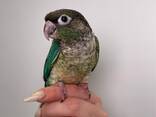 Ручные выкормыши пирура, умный ласковый попугай - фото 2