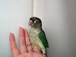 Ручные выкормыши пирура, умный ласковый попугай - фото 3