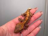 Ручний активний нічний гекон бананоїд, війчастий гекон - фото 1