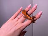 Ручний активний нічний гекон бананоїд, війчастий гекон - фото 3