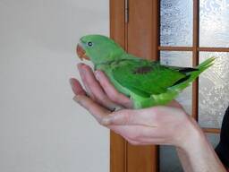 Ручний олександрійський папуга