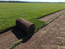 Рулонний газон Преміум