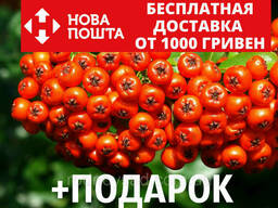 Рябина обыкновенная семена (20 шт) красная, для. ..