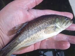 Рыба Форелеокунь, хищник.