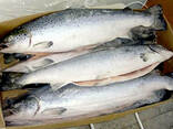 Рыба красная лосось размер 4-5 кг