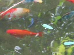 Рибки для вашого ставка