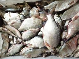 Рыбная компания реализует речную рыбу в ассртименте