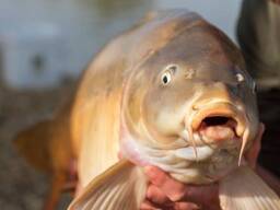 Риборозведення.