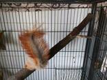 Рыжие красавицы белки. Самцы и самки. Питомник. Есть пары. - фото 3