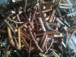 Сабельник болотный