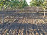 Сад грецкого ореха с питомником, виноградник, земля площадью 205 га