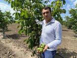Сад грецкого ореха с питомником, виноградник, земля площадью 205 га - фото 10