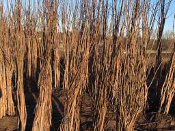 Саджанці горіха чорного