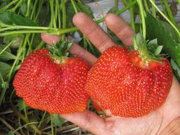 Саджанці касетні клубніки сорту Азія і Роксана