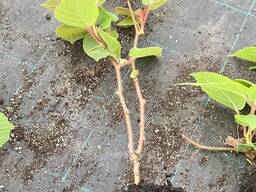 Саджанець Ківі Монті 1 рік в горщику