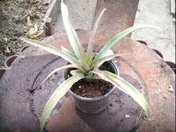 Саджанець ананаса плод 500 грам