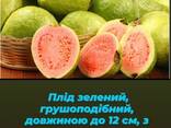 Саджанець Гуаява яблучна - фото 2