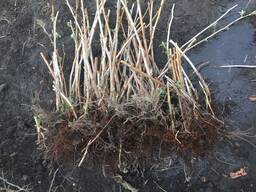 Саджанці малини ремонтантної