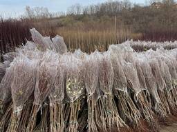 Саджанці плодових дерев виробництва Сербія