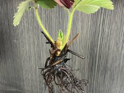 Саджанці полуниці іспанські та італійські сорти, 25 грн