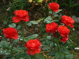 Саджанці троянд Ель Торо