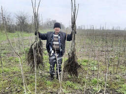 Саджанці волоського горіха, привиті, 1 річні, сорт Чернівецький 1 (Україна)