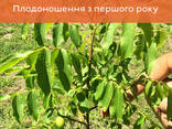 Саджанці волоського горіха, привиті, 1 річні, сорт Чернівецький 1 (Україна) - фото 3