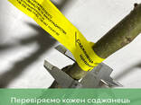 Саджанці волоського горіха, привиті, 2 та 3 річні, сорт Піщанський (Україна) - фото 2