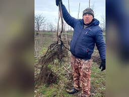Саджанці волоського горіха, привиті, 2 та 3 річні, сорт Піщанський (Україна)