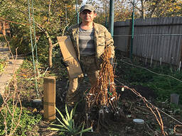 Саджанці винограду (Харків)