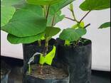 Садженец Ківі Хейворд Actinidia deliciosa Hayward - фото 1