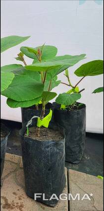 Садженец Ківі Хейворд Actinidia deliciosa Hayward