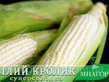 Сахарная кукуруза Белый Кролик F1, Sh2-тип, молочно-белое зерно, 20 000 семян. ..