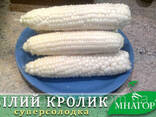 Сахарная кукуруза Белый Кролик F1, Sh2-тип, молочно-белое зерно, 100 000. ..