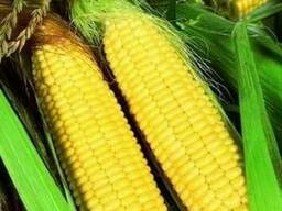 Сахарная кукуруза отличного качества