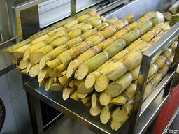 Сахарный тростник