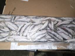 Салака с/м 17 LVA Grants, ящ. 10 кг, в Киеве