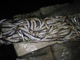 Салака с/м б/гофро тары 12-15 LVA, ящ 10 кг, в Киеве