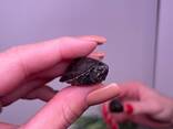 Самая маленькая водная черепашка для дома, мускусная - фото 1