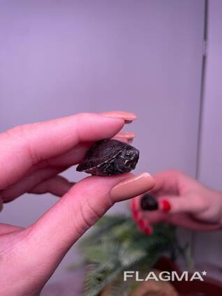Самая маленькая водная черепашка для дома, мускусная