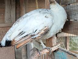 Самки павлина