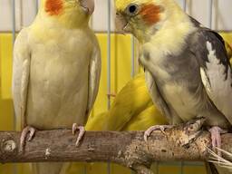 Самый популярный попугай Корелла, птенцы разных окрасов