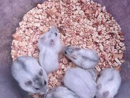 Сапфірові джунгарики, сіренькі джунгарські хом'яки, мікро хом'ячки