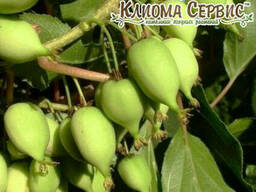 Саженцы актинидии сорт Фигурная 1 летняя, конт. P9