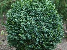 Саженцы: Буксус (самшит вечнозеленый)